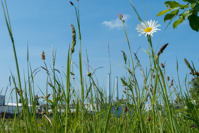 Unicorn Haven Layout