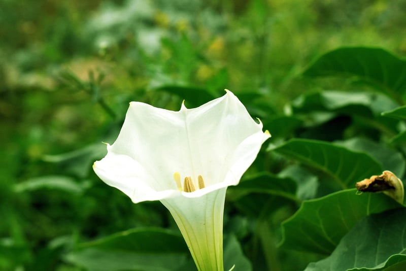 Angel's Trumpet