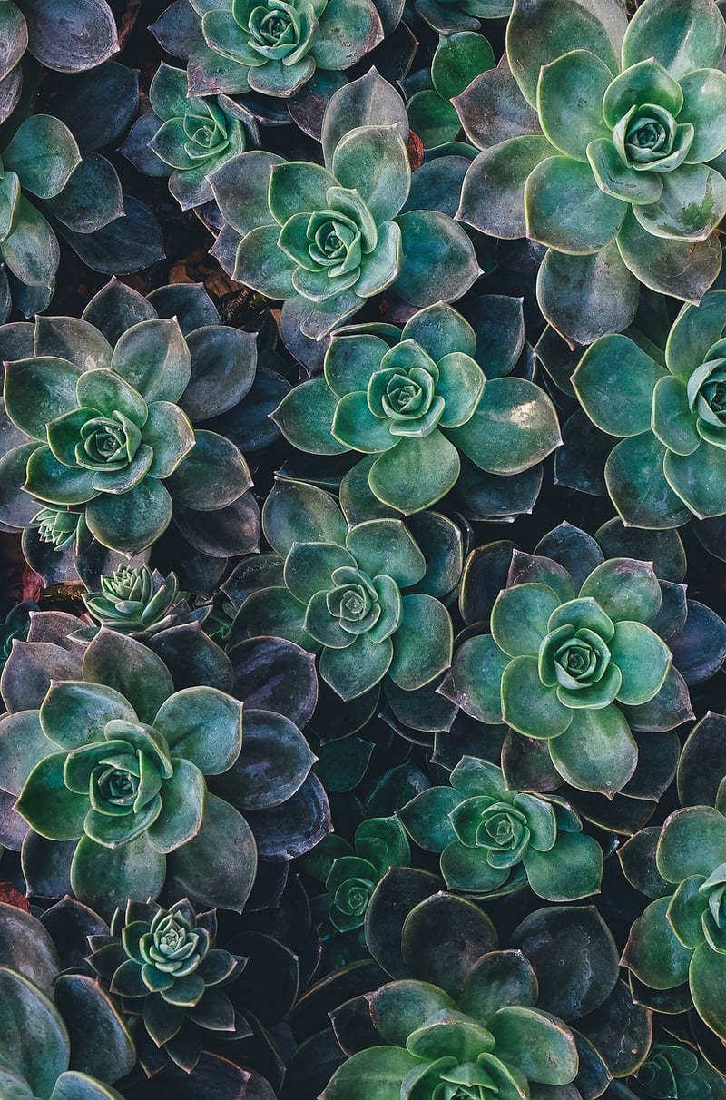 Sorceress Succulents